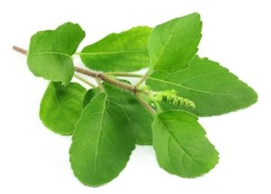 benefits of tulsi leaves