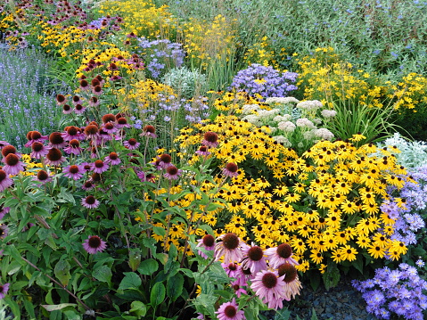 perennial flowers for sale
